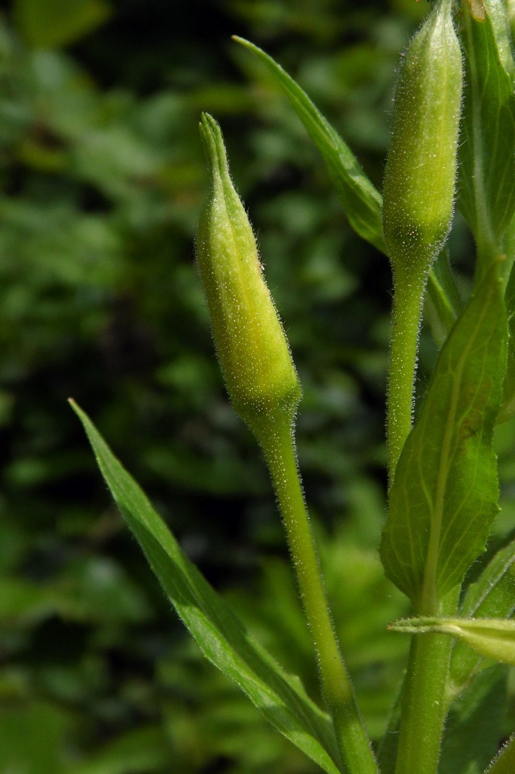 Изображение особи Oenothera biennis.