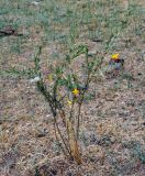 Caragana pygmaea. Цветущее растение. Монголия, аймак Туве, окр. г. Эрдэнэсант, ≈ 1400 м н.у.м., горная степь. 01.06.2017.