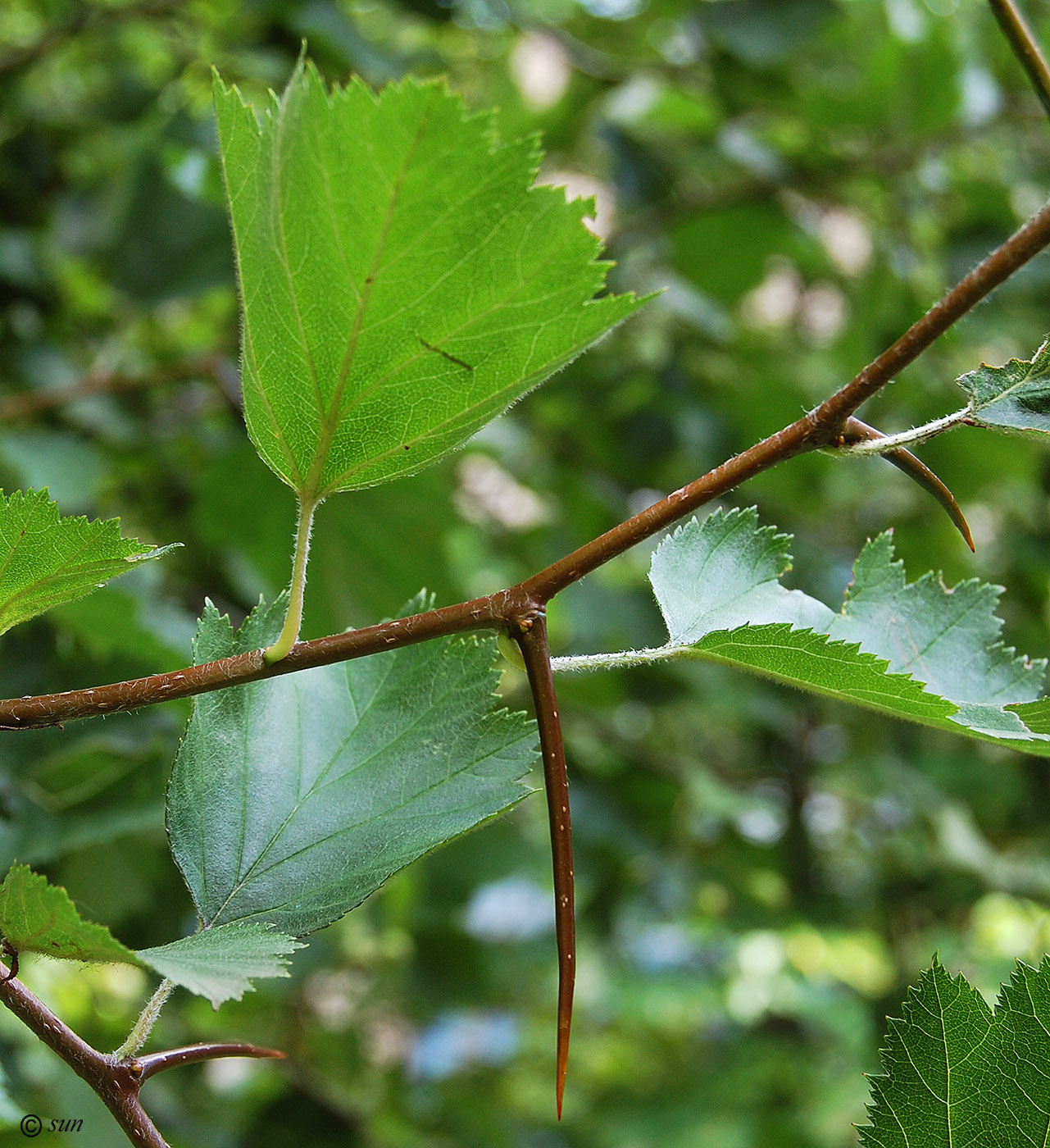 Image of Crataegus submollis specimen.