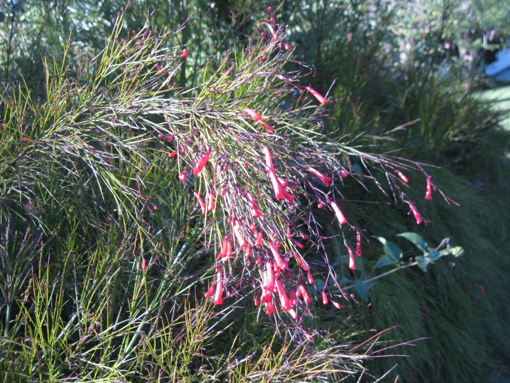 Image of Russelia equisetiformis specimen.