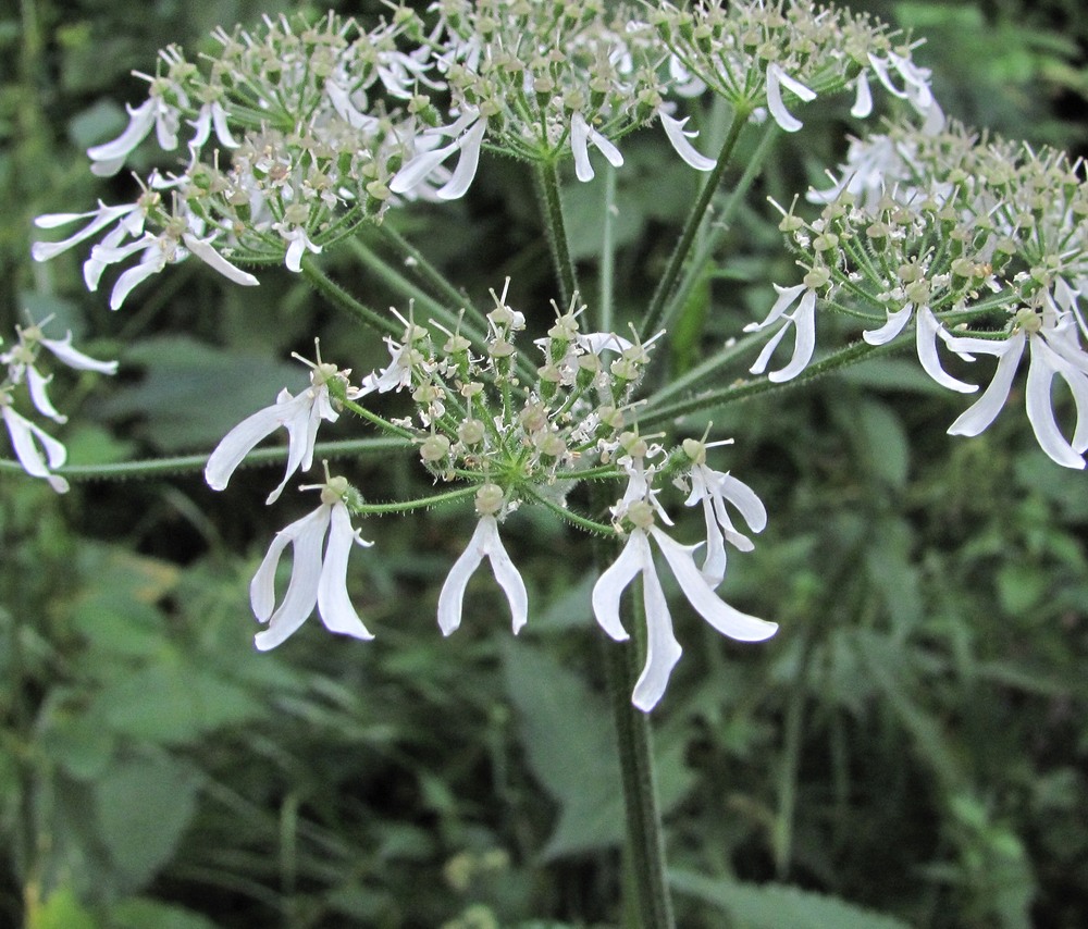 Изображение особи Heracleum chorodanum.