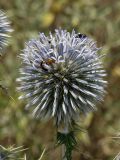 Echinops spinosissimus подвид bithynicus. Соцветие с кормящимися насекомыми. Греция, о-в Крит, ном Ханья (Νομός Χανίων), дим Киссамос (Κίσσαμος), травянисто-кустарниковое сообщество на склоне холма. 20 июня 2017 г.