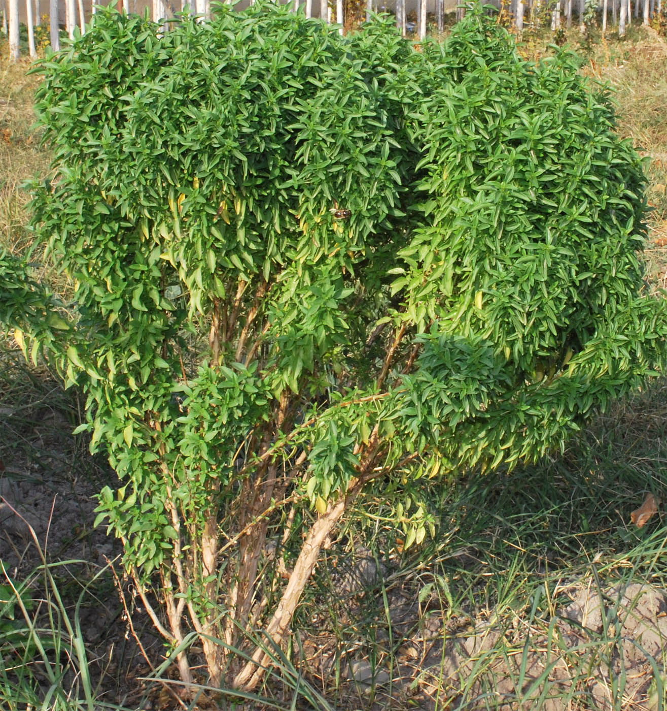 Image of Ocimum basilicum specimen.