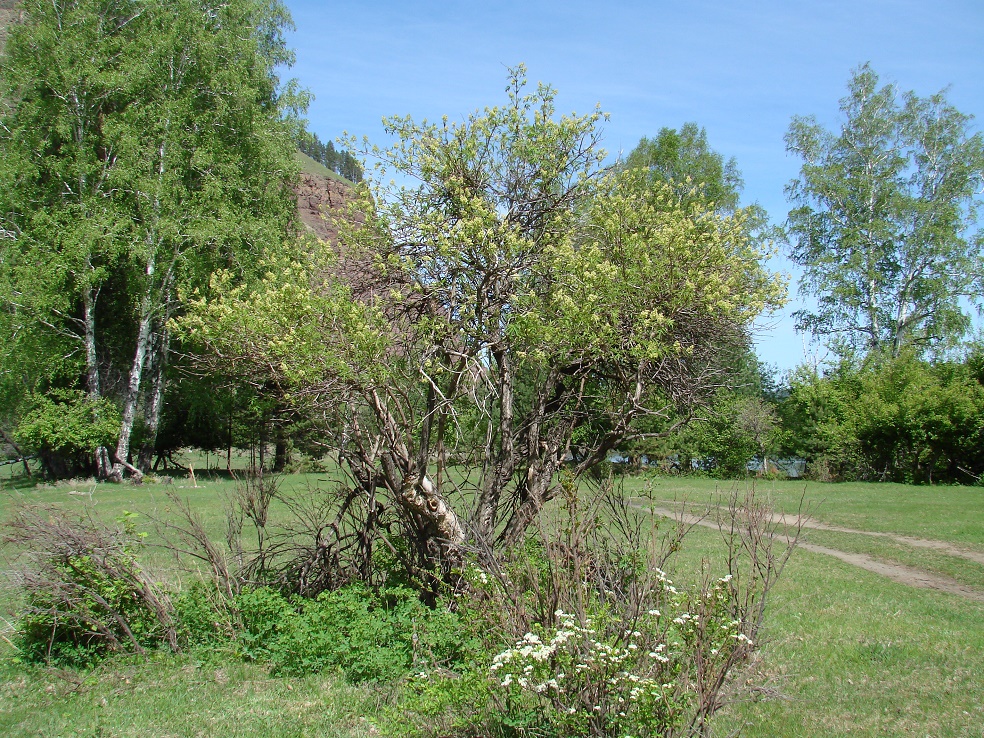 Image of Sambucus sibirica specimen.