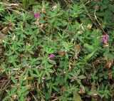 Trifolium pacificum