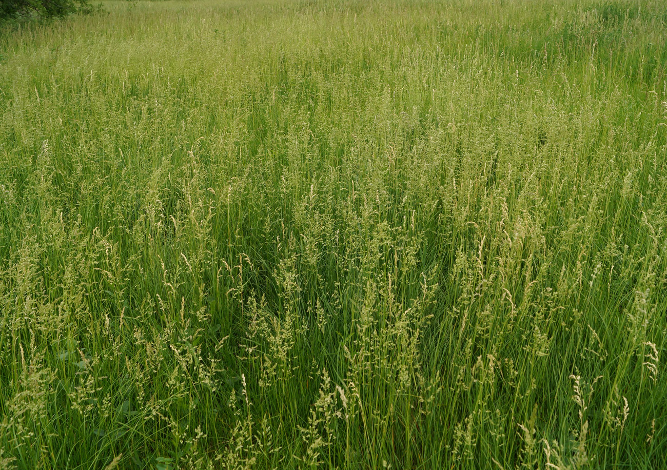 Image of Poa angustifolia specimen.