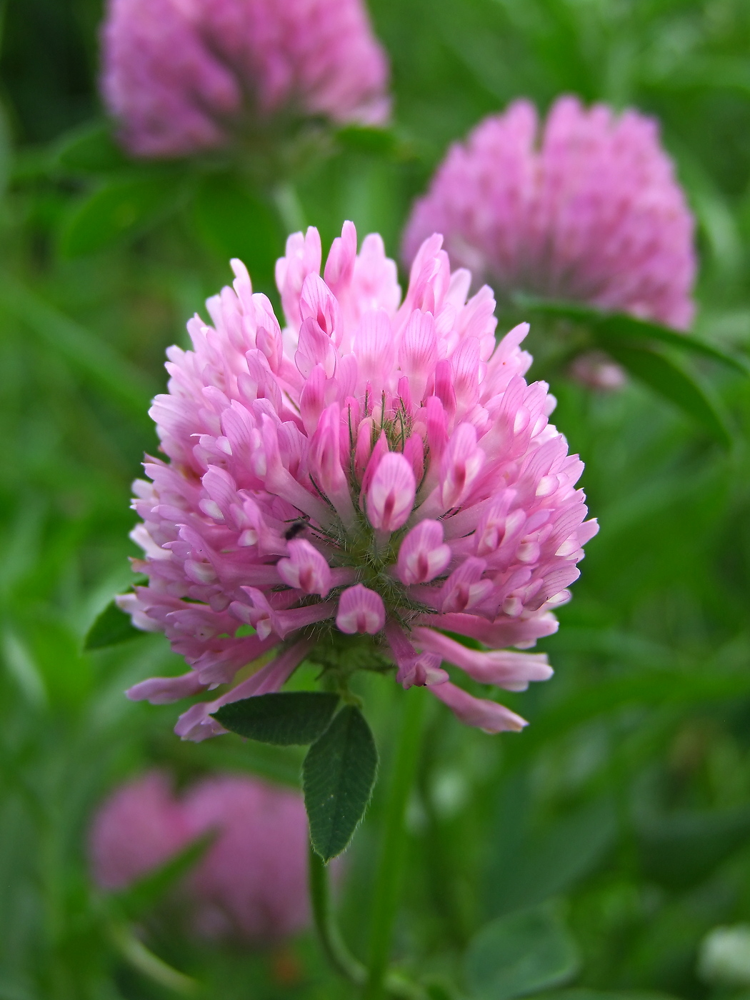 Изображение особи Trifolium pratense.