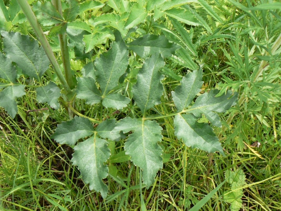 Image of Angelica cincta specimen.