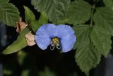 Commelina erecta. Цветок и части листьев. Израиль, г. Бат-Ям, в озеленении. 02.07.2017.