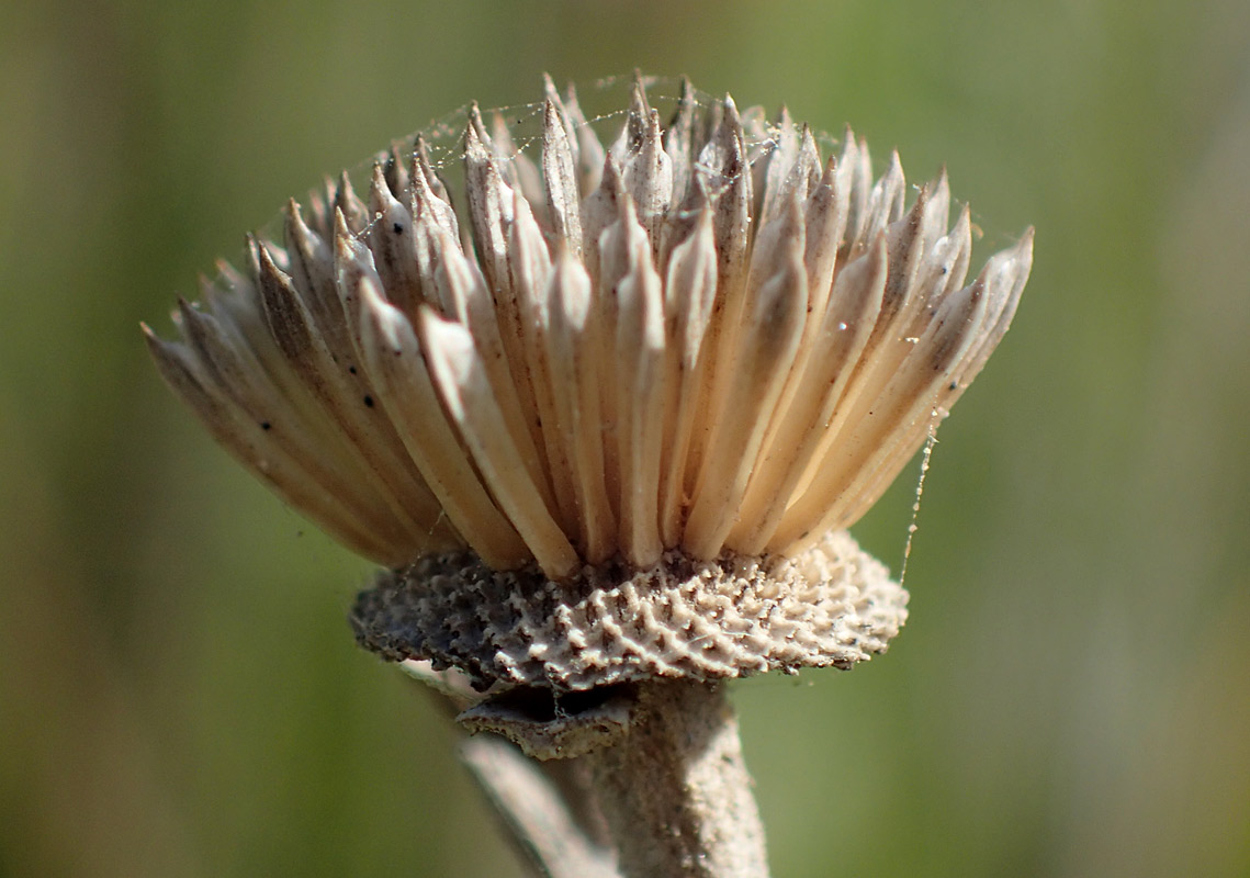 Изображение особи Pallenis spinosa.