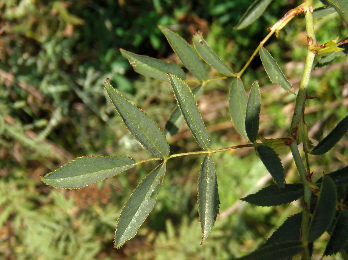 Image of genus Rosa specimen.