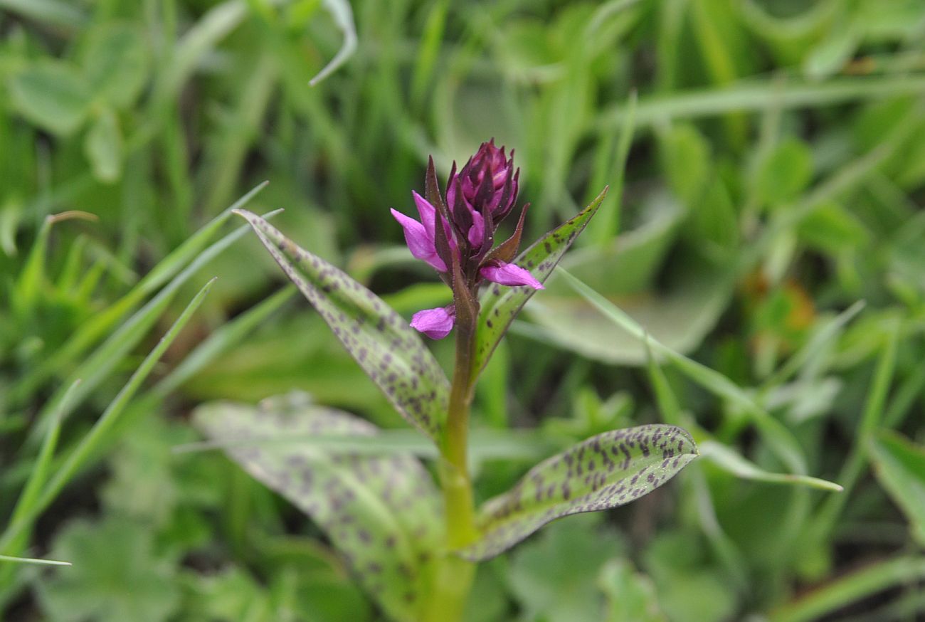 Изображение особи Dactylorhiza urvilleana.