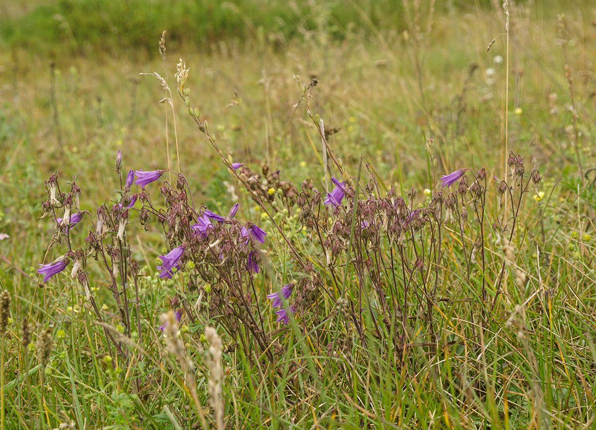 Image of Campanula sibirica specimen.