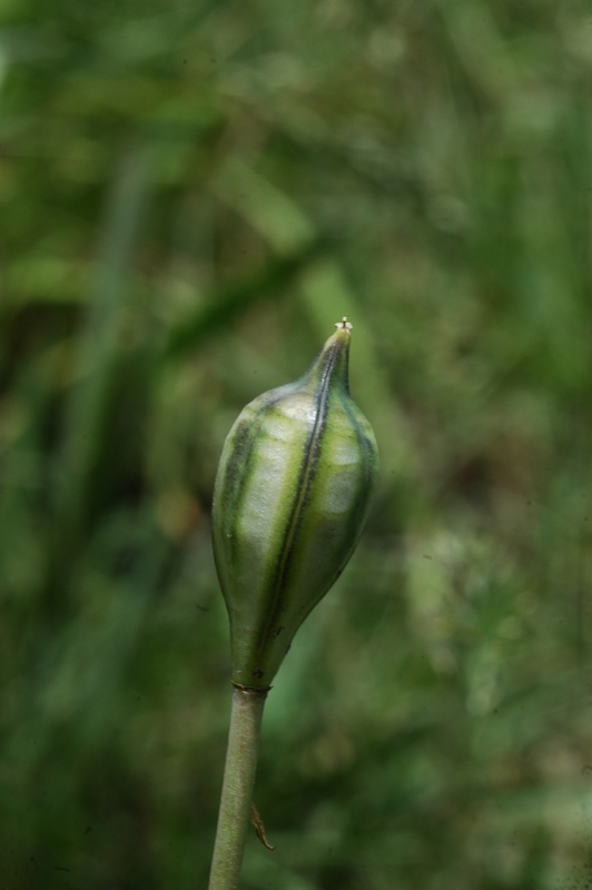 Image of Tulipa dasystemon specimen.