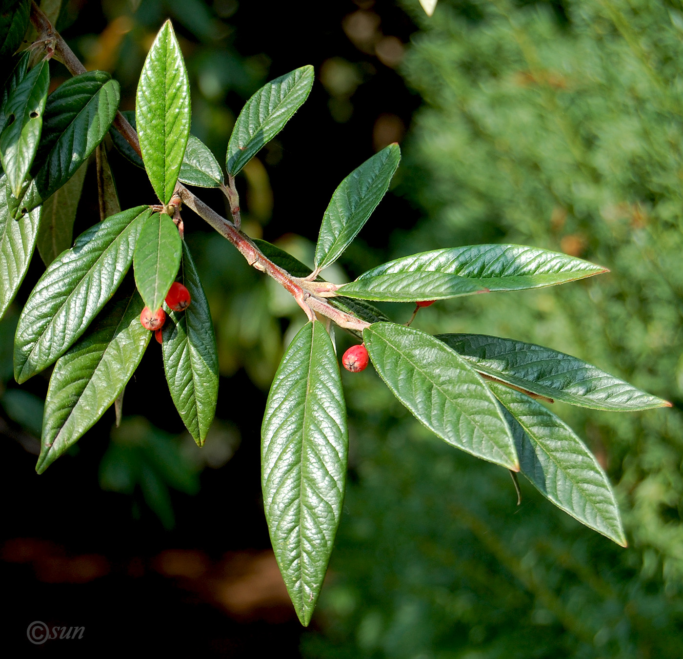 Изображение особи Cotoneaster salicifolius.