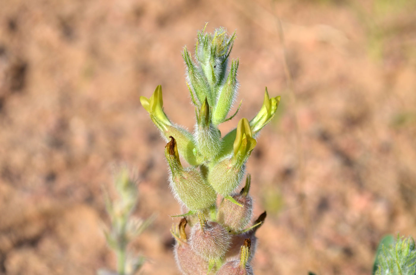 Image of genus Astragalus specimen.