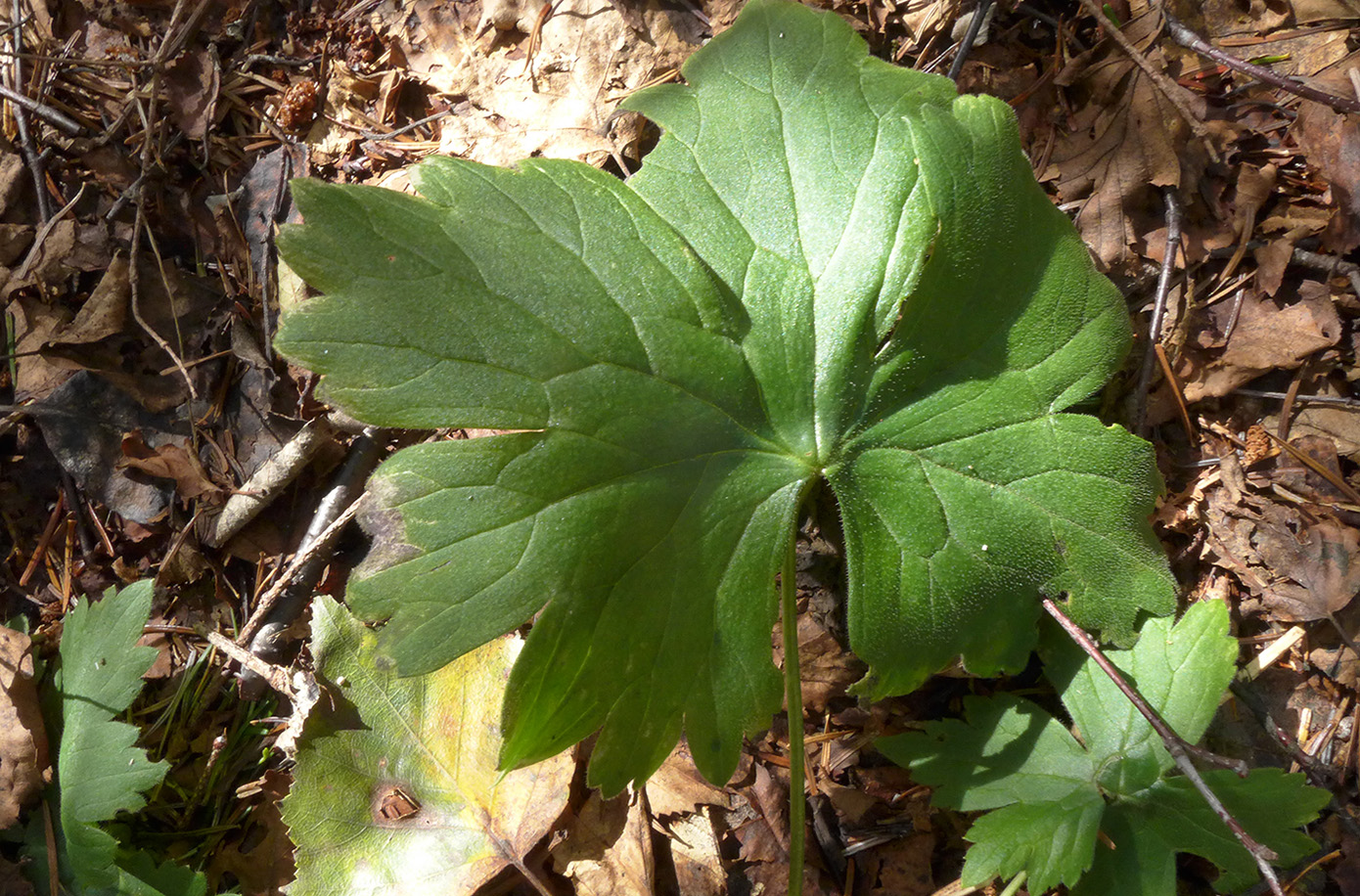 Image of Aconitum umbrosum specimen.