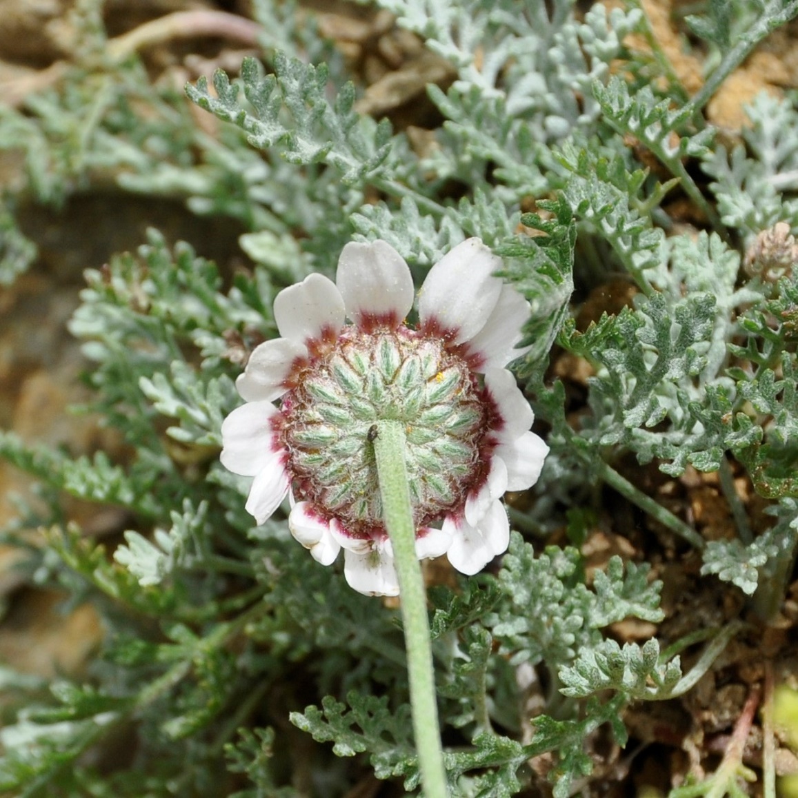 Image of Anthemis tricolor specimen.