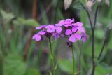 Hesperis matronalis