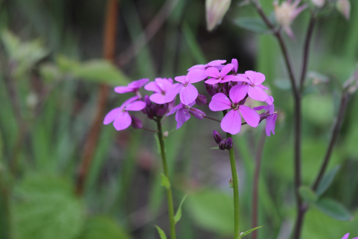 Изображение особи Hesperis matronalis.