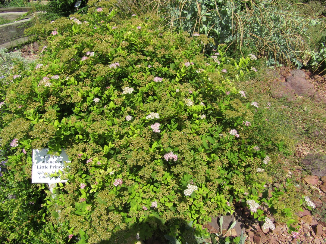 Изображение особи Spiraea japonica.