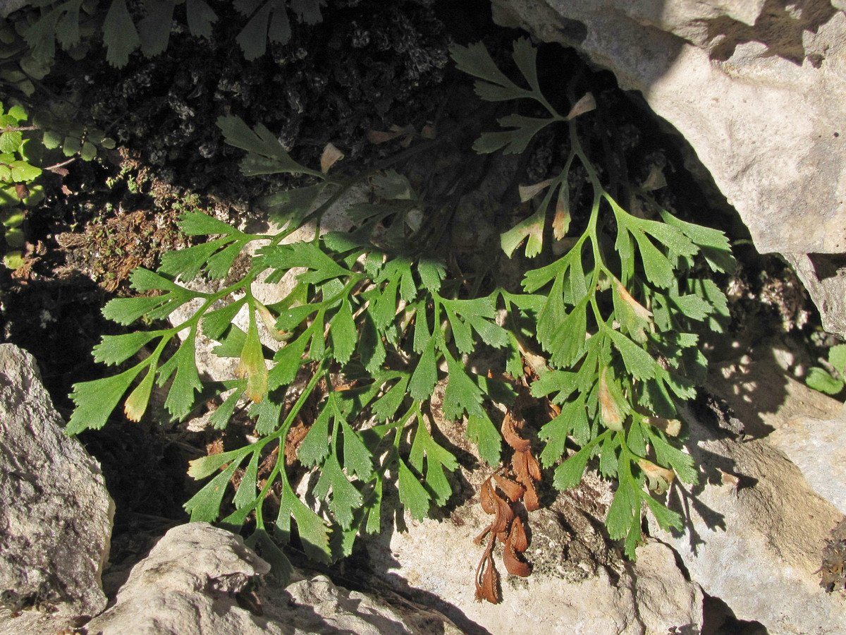 Изображение особи Asplenium ruta-muraria.