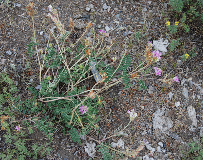 Image of Hedysarum gmelinii specimen.