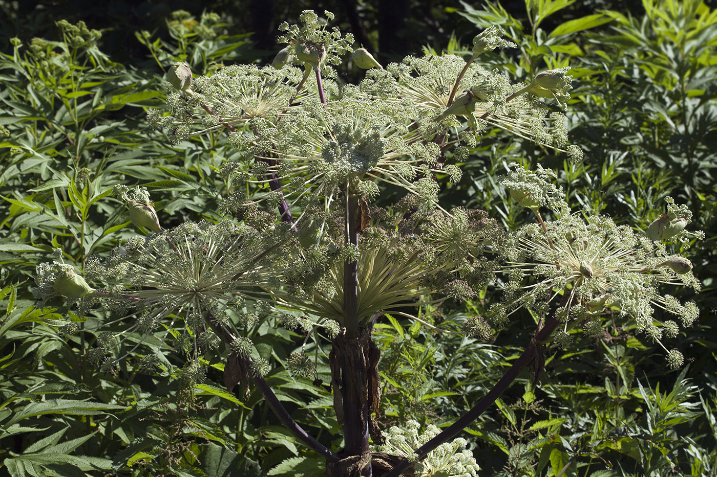 Image of Angelica ursina specimen.