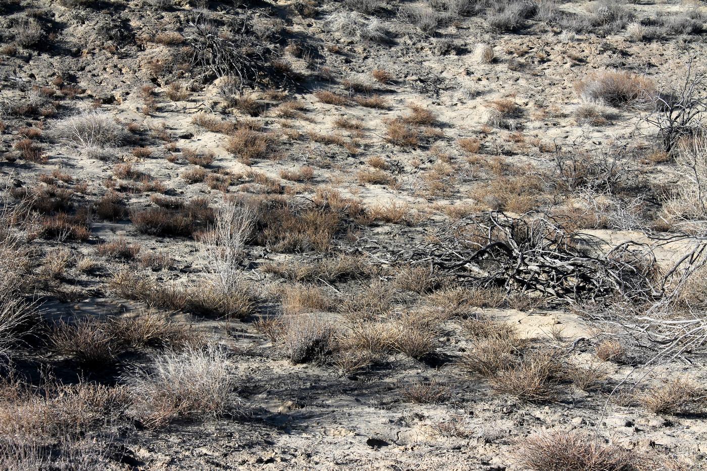 Image of Ephedra distachya specimen.