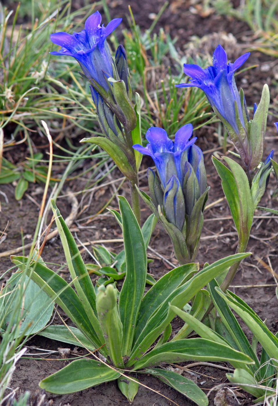 Image of Gentiana kaufmanniana specimen.