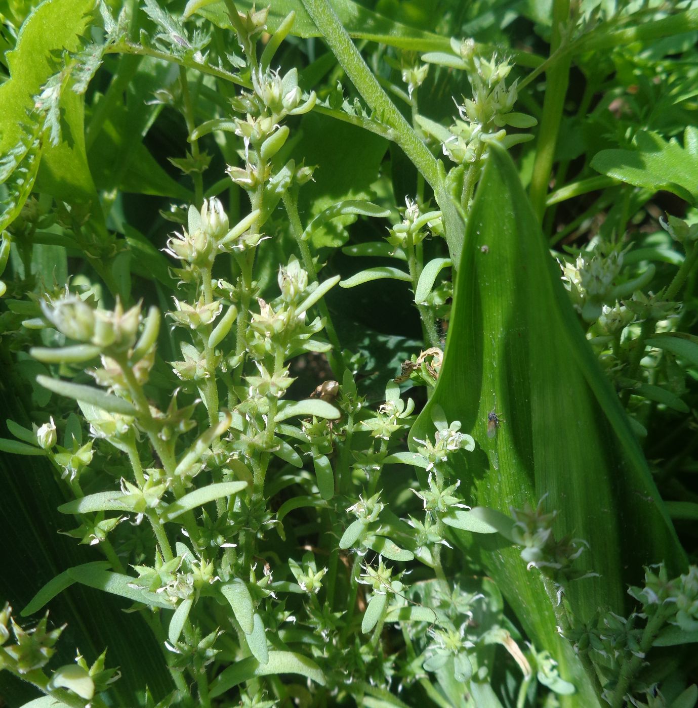 Image of Sedum hispanicum specimen.