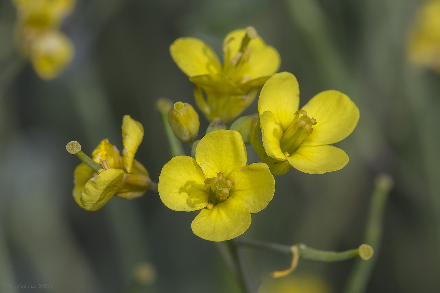 Изображение особи род Brassica.