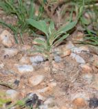Hirpicium gazanioides. Вегетирующее растение. Намибия, регион Khoma, ок. 40 км западнее г. Виндхук, \"Eagle Rock Guest Farm\"; плато Khomas, ок. 1900 м н. у. м., саванновое редколесье. 27.02.2020.