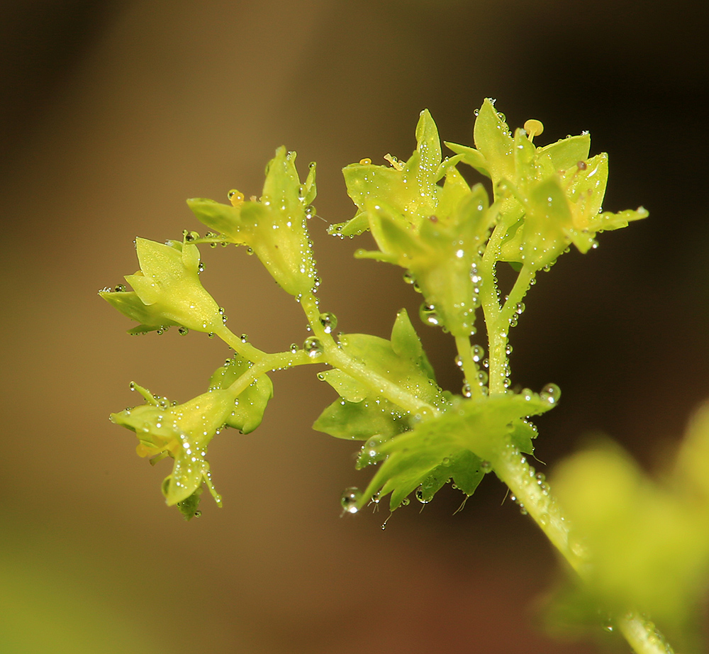 Изображение особи Alchemilla micans.