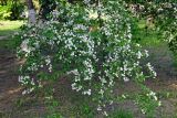 Malus prunifolia. Ветви цветущего дерева. Московская обл., г. Железнодорожный, в культуре. 15.05.2020.