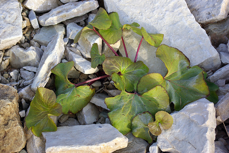 Image of Petasites radiatus specimen.