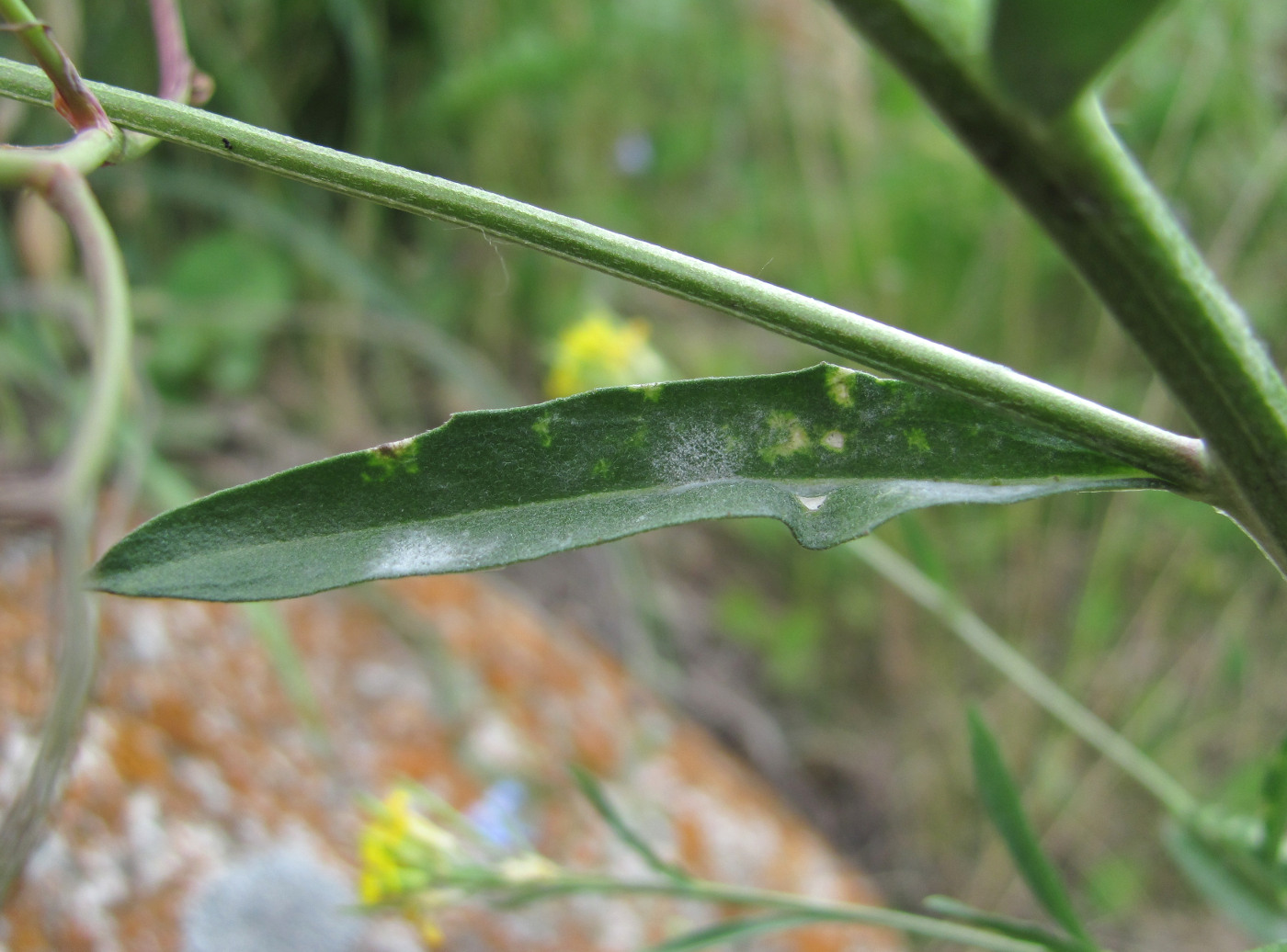 Image of genus Erysimum specimen.