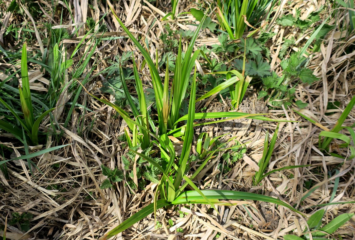 Изображение особи Scirpus sylvaticus.