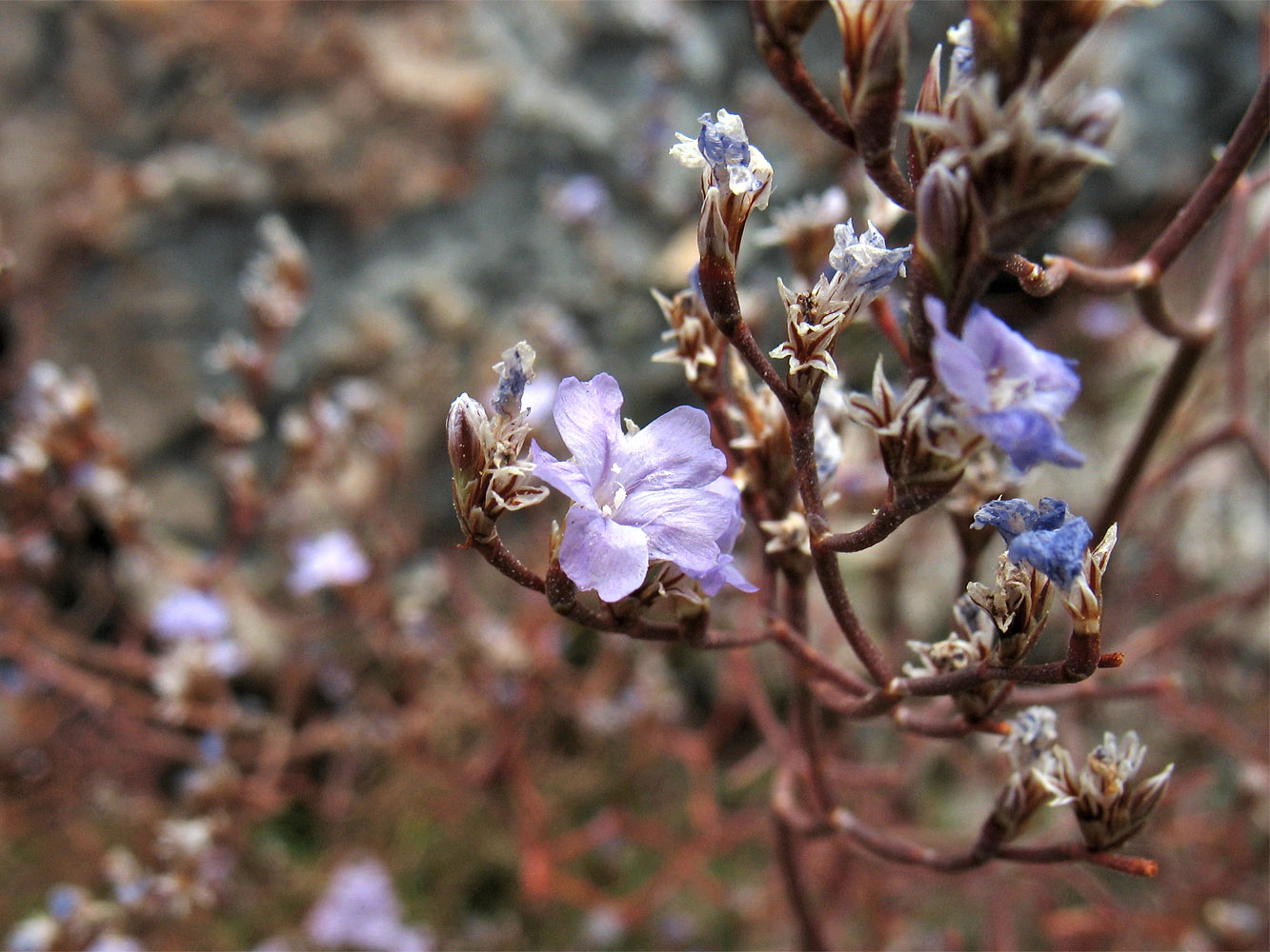 Image of Limonium anfractum specimen.