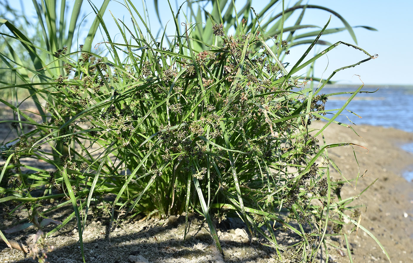 Image of Cyperus fuscus specimen.