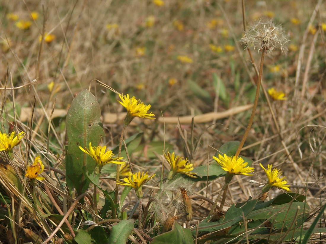 Image of Taraxacum bessarabicum specimen.