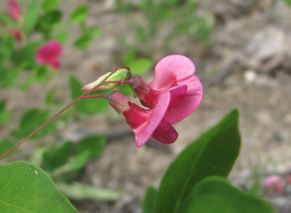 Image of Lathyrus roseus specimen.