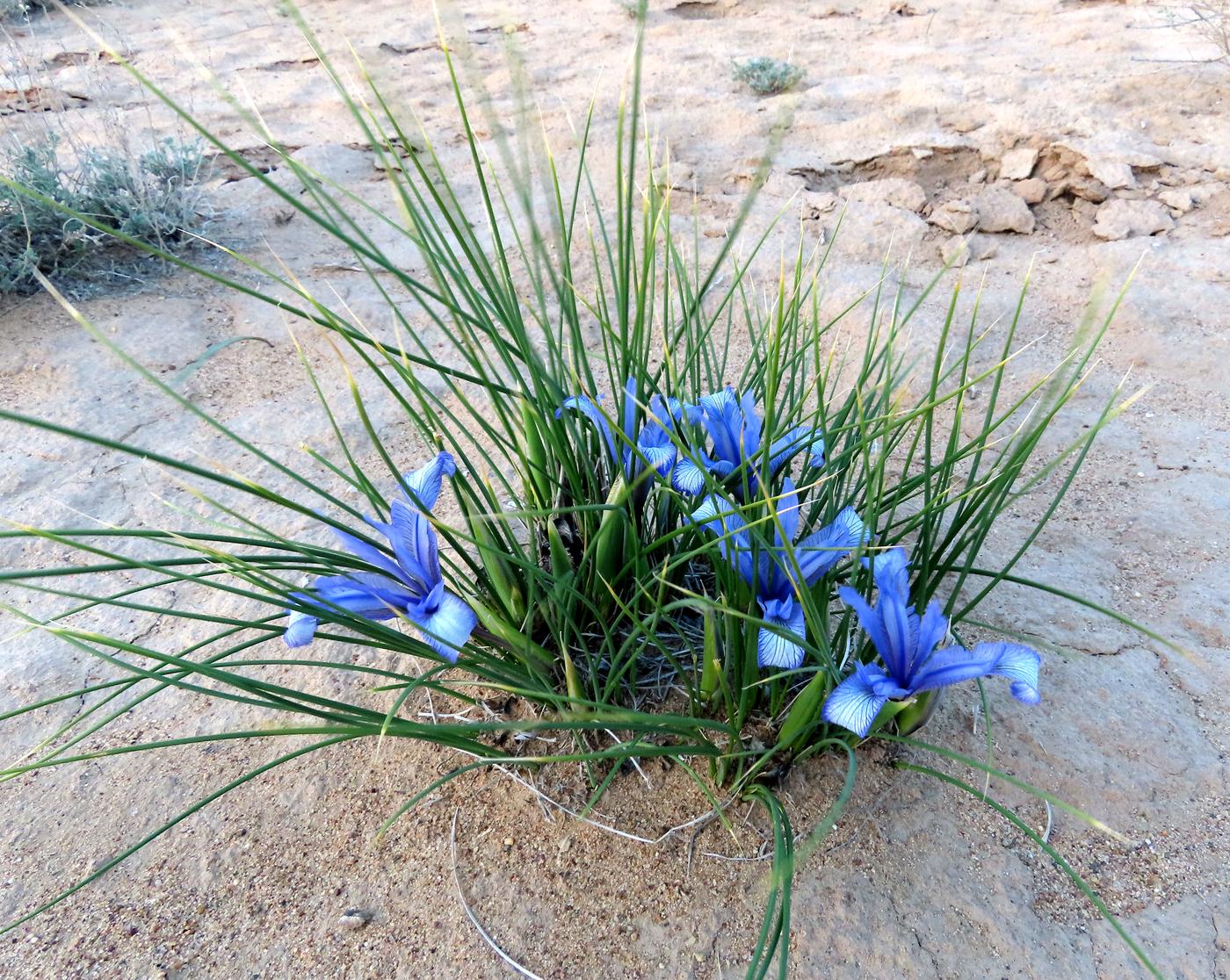 Изображение особи Iris tenuifolia.