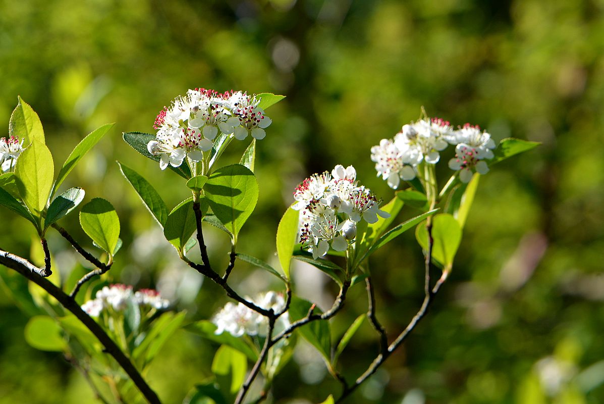 Image of Aronia arbutifolia specimen.