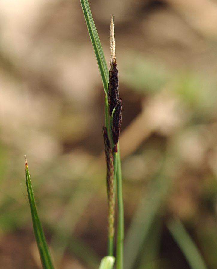 Image of genus Carex specimen.