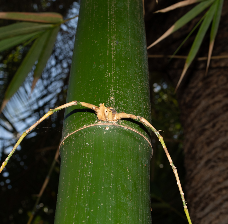 Image of Bambusa multiplex specimen.