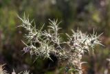 Carthamus tenuis. Верхушка цветущего растения. Израиль, лес Бен-Шемен. 04.07.2020.