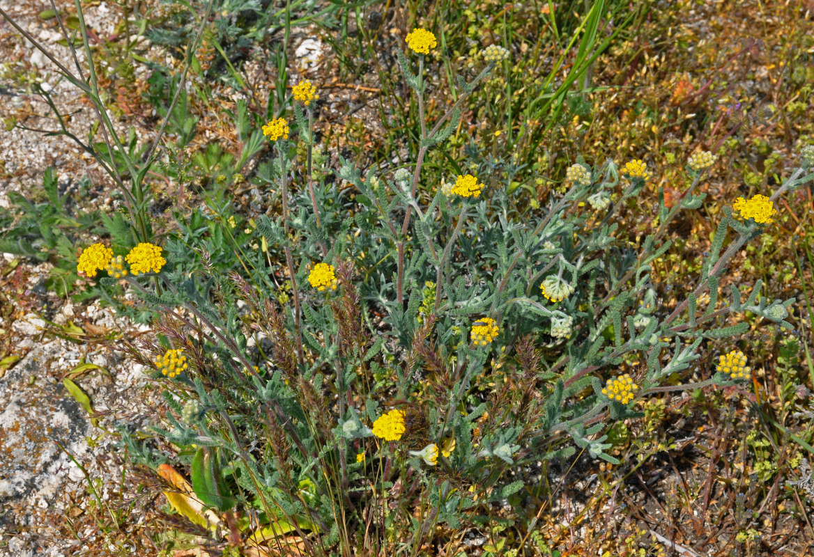 Изображение особи Achillea taurica.