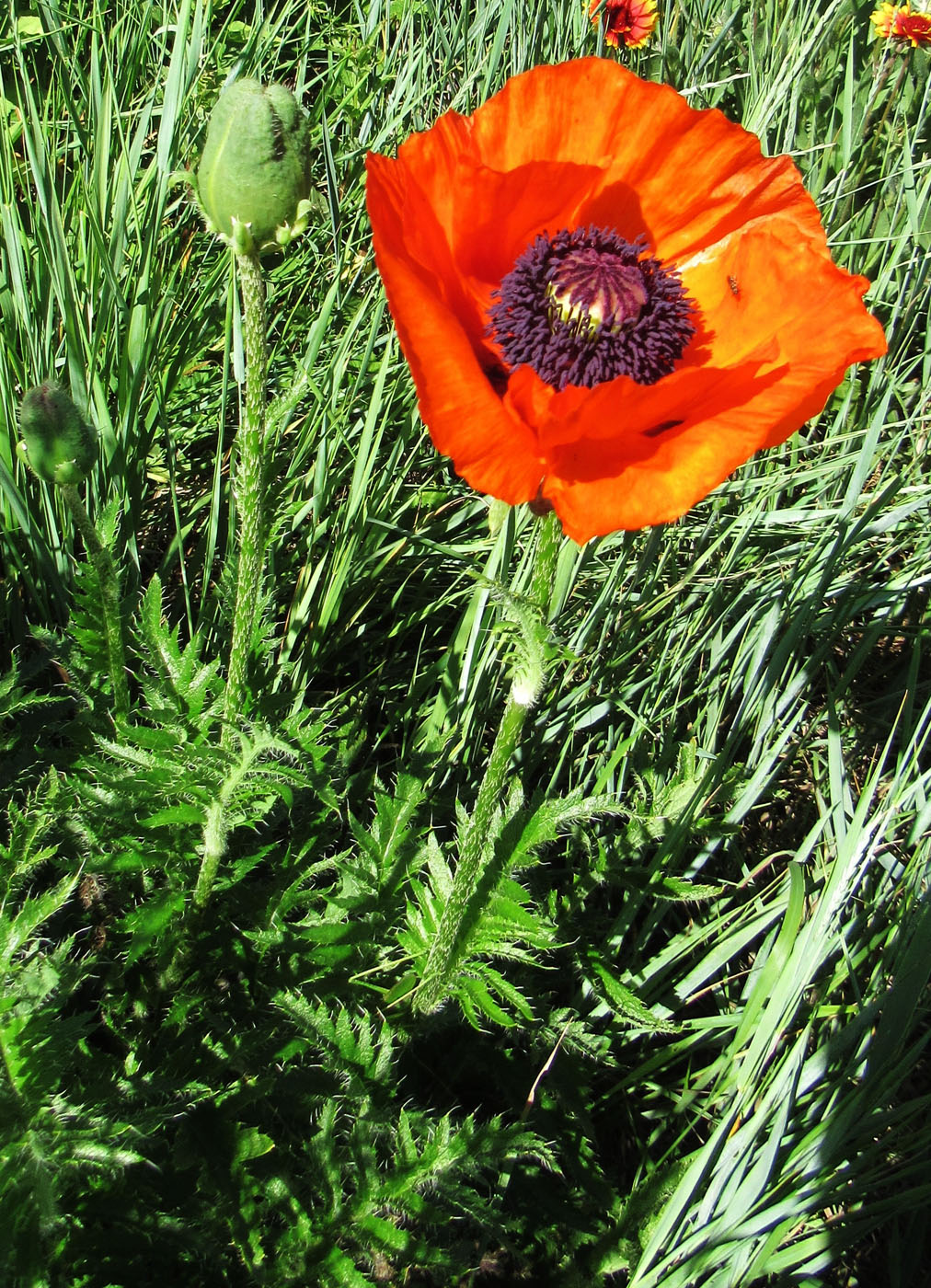 Image of Papaver setiferum specimen.