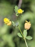 Trifolium campestre. Верхушка побега с соцветиями. Узбекистан, хребет Нуратау, Нуратинский заповедник, урочище Маджерумсай, долина горной речки, около 800 м н.у.м. 29.05.2016.